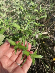 Wedelia hispida