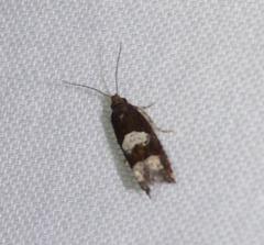 Eucosma parmatana