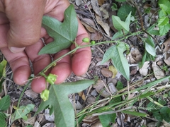 Passiflora suberosa litoralis