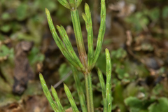 Equisetum arvense