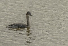 Podiceps nigricollis