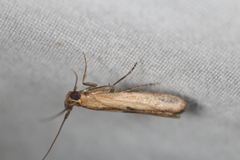 Elasmopalpus lignosella