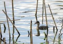 Podiceps nigricollis