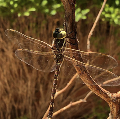 Adversaeschna brevistyla