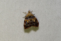 Choreutis emplecta