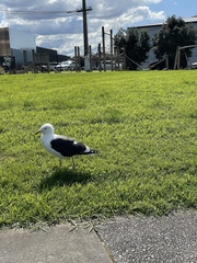 Larus dominicanus dominicanus