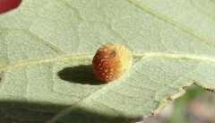 Acraspis quercushirta