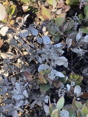 Arctostaphylos tomentosa