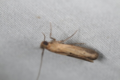 Elasmopalpus lignosella