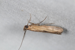 Elasmopalpus lignosella