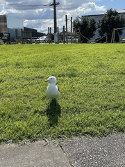 Larus dominicanus dominicanus