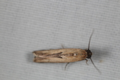 Elasmopalpus lignosella