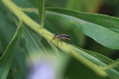 Trirhabda canadensis