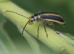 Trirhabda canadensis