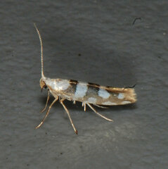 Argyresthia calliphanes
