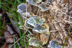 Trametes elegans
