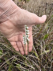 Spiranthes lacera lacera