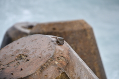 Grapsus tenuicrustatus