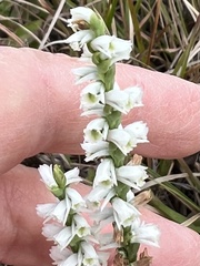 Spiranthes lacera lacera