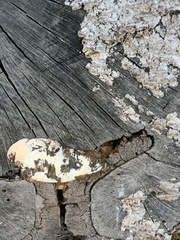 Spongiporus leucospongia