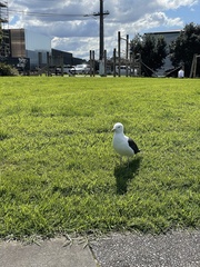 Larus dominicanus dominicanus