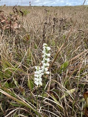 Spiranthes lacera lacera