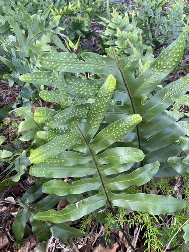 Musk Fern