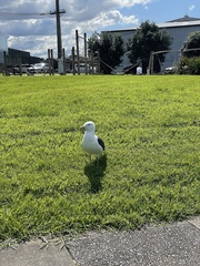 Larus dominicanus dominicanus