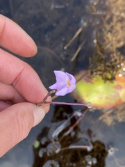Utricularia purpurea