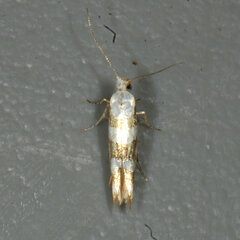 Argyresthia calliphanes