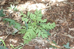 Solanum seaforthianum
