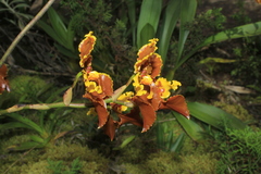 Cyrtochilum