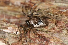 Euryopis funebris