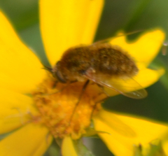 Sparnopolius confusus