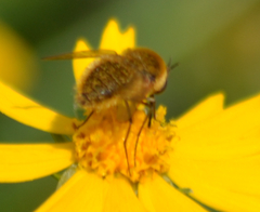 Sparnopolius confusus