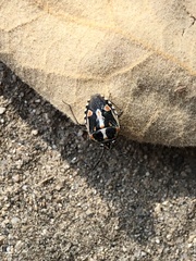 Bagrada hilaris