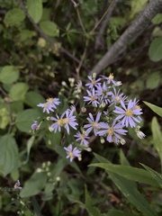 Symphyotrichum oolentangiense