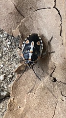 Bagrada hilaris