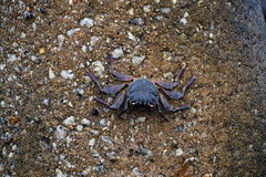 Grapsus tenuicrustatus