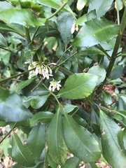 Ardisia cornudentata