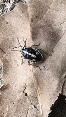 Bagrada hilaris
