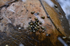 Littorina