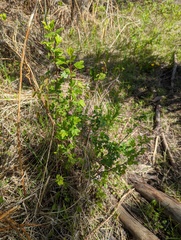 Ribes oxyacanthoides