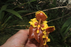 Cyrtochilum