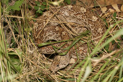 Pituophis catenifer affinis
