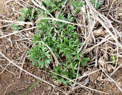 Ceratocephala testiculata