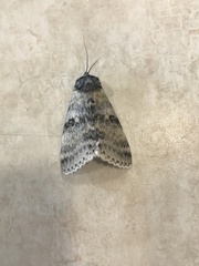 Catocala relicta