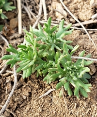 Ceratocephala testiculata