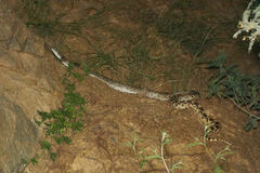 Pituophis catenifer affinis