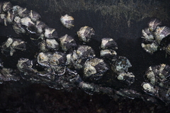 Hexanauplia